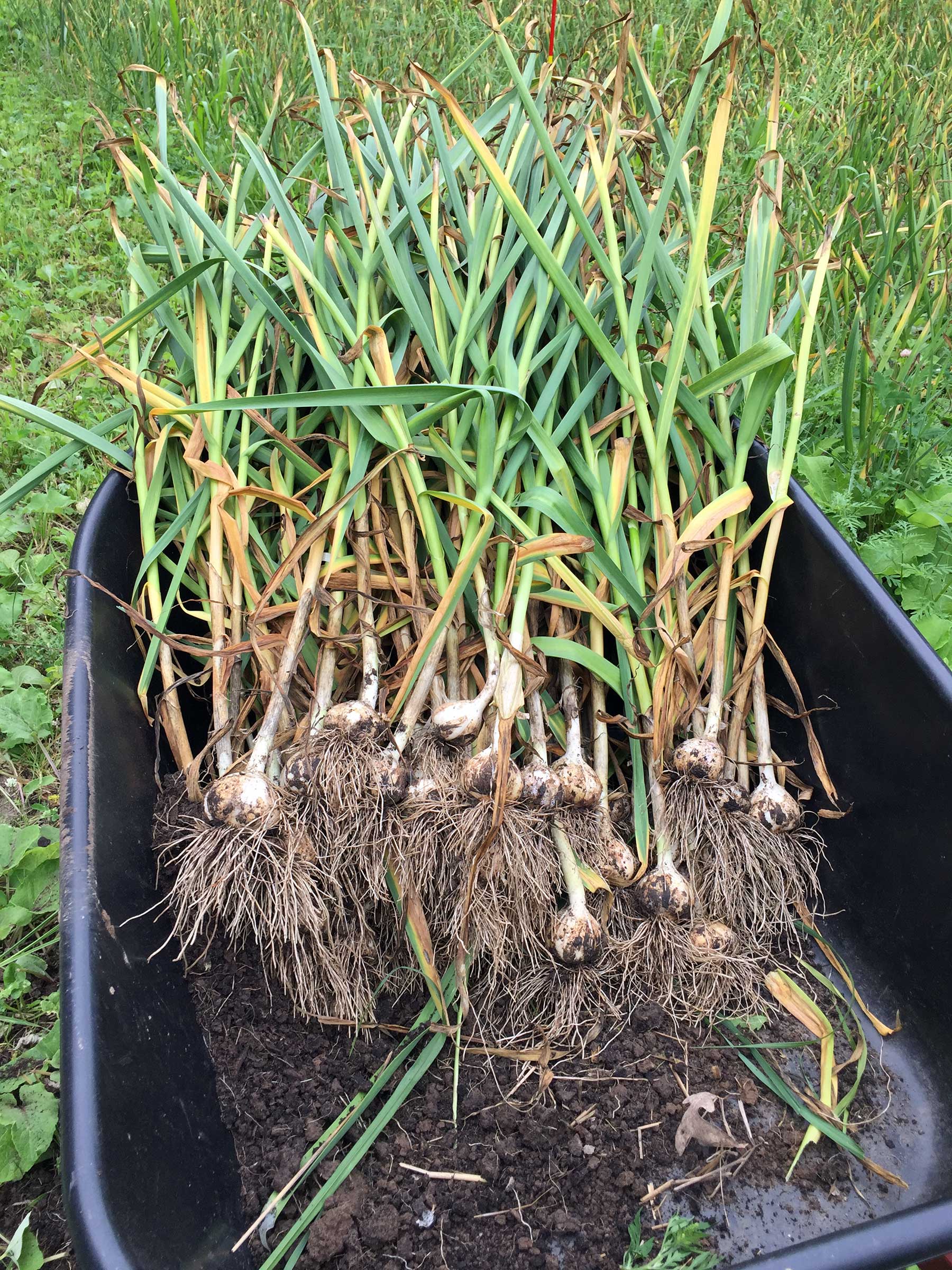 Buy Garlic Online Gourmet Garlic