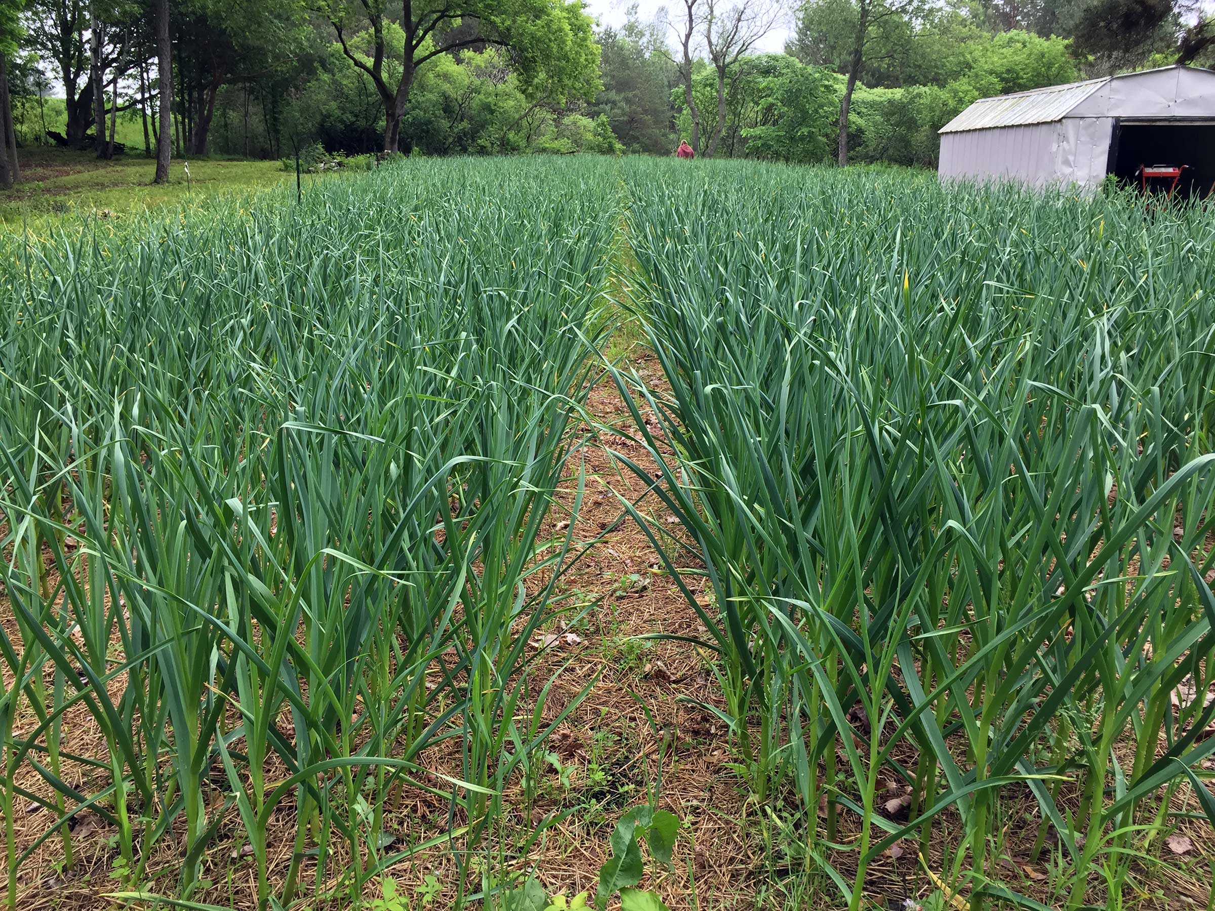 Buy Garlic Online Gourmet Garlic